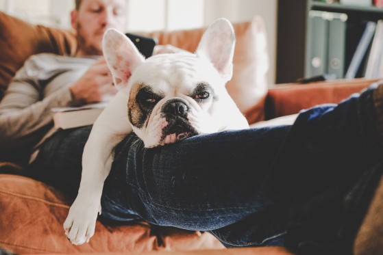 Hund auf Sofa