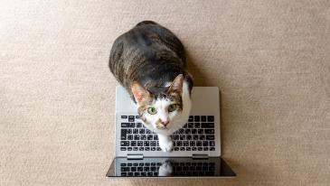 Katze auf Tastatur