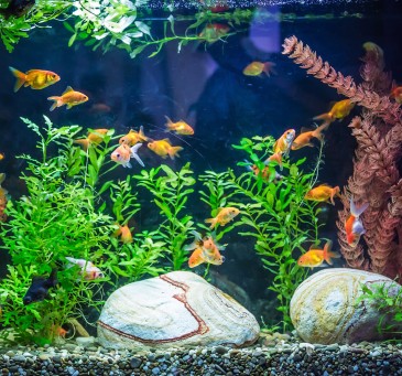 Hasutiere Kosten Fische_ Bild von Aquarienfischen