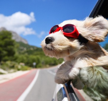 Haustier_Hund_Kosten_Bild Hund Auto mit Brille