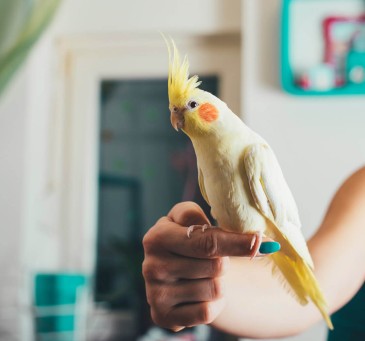 Haustier Kosten Ziervogel, Bild von einem Kanarienvogel